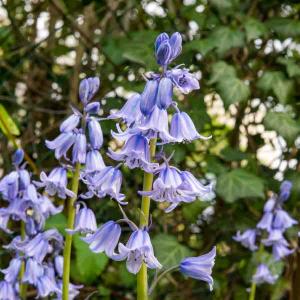 Scilla Campanule en Mélange (x10)